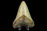 Fossil Megalodon Tooth - North Carolina #131596-1